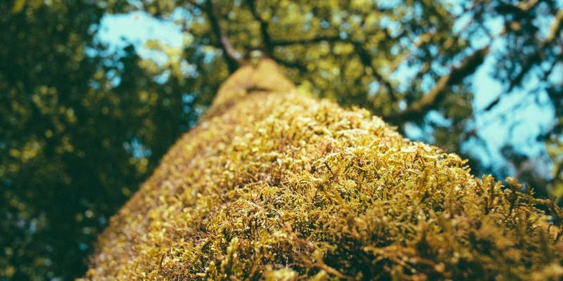 流程再造的数字化革命：如何用RPA与AI重塑企业运营基因